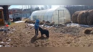 Всех с праздником  Светлой Пасхи/ Наши новости.Рассада томатов