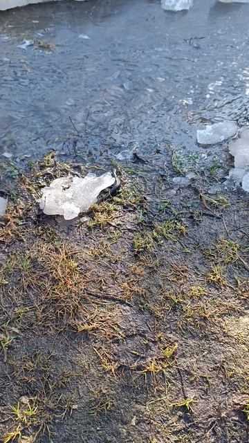 пока 👋 ящерица 🦎🦎🦎🦎🦎