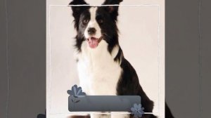 {Бордер Колли}—Мой эдит