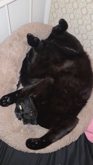 ..тем временем.. мой кот...