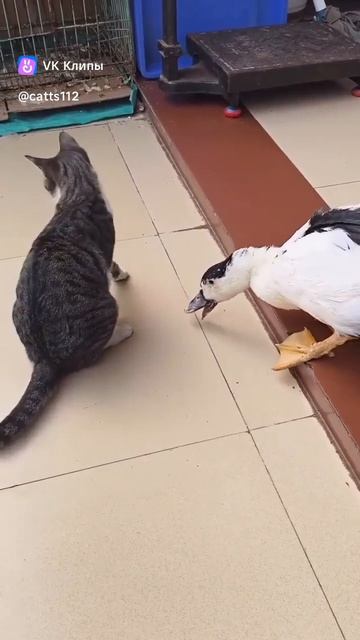 Коварная атака злобной утки 🦆🙀