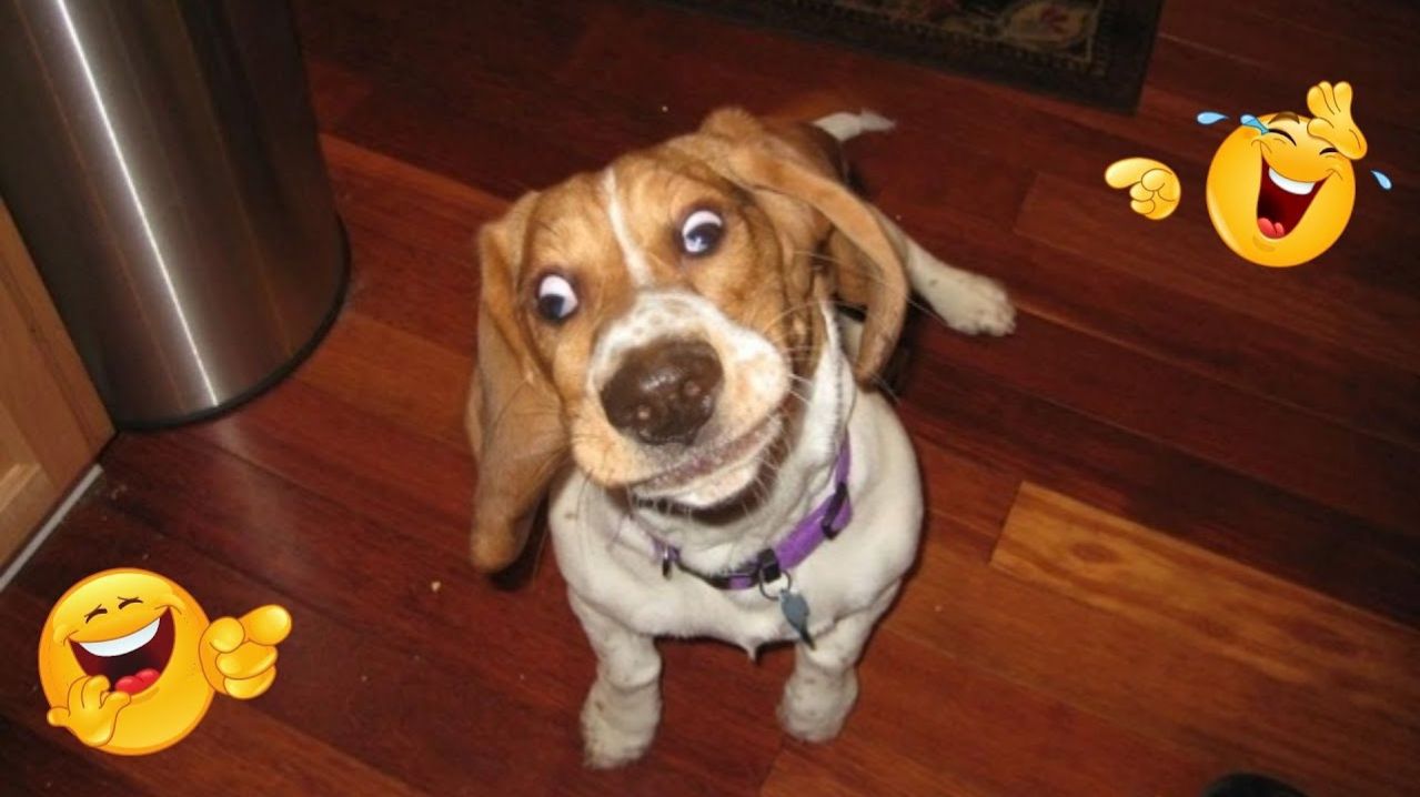 СМЕШНЫЕ КОТЫ | ЛУЧШИЕ ПРИКОЛЫ С КОТАМИ, КОШКИ, ЖИВОТНЫЕ, СМЕШНОЕ ВИДЕО