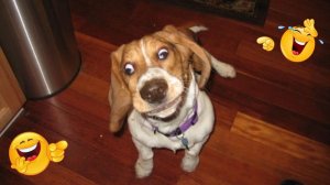 СМЕШНЫЕ КОТЫ | ЛУЧШИЕ ПРИКОЛЫ С КОТАМИ, КОШКИ, ЖИВОТНЫЕ, СМЕШНОЕ ВИДЕО