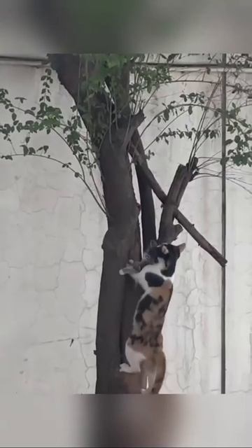 Просто котики