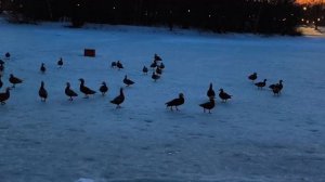 Фильм Огари. Расслабление.