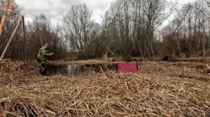 Вызаривание подсадных.