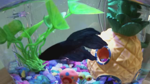 Бойцовская рыбка - петушок Гарри