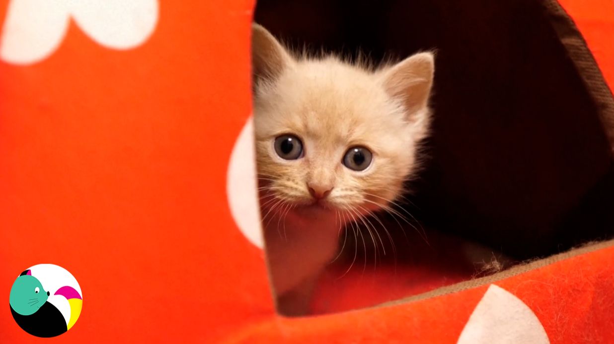 Милые, красивые котята.