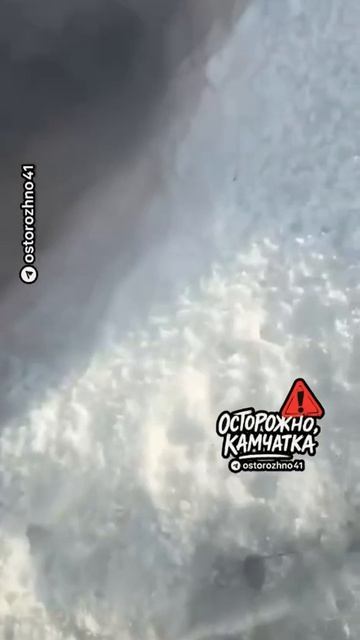 Крысы заполонили Петропавловск на Камчатке