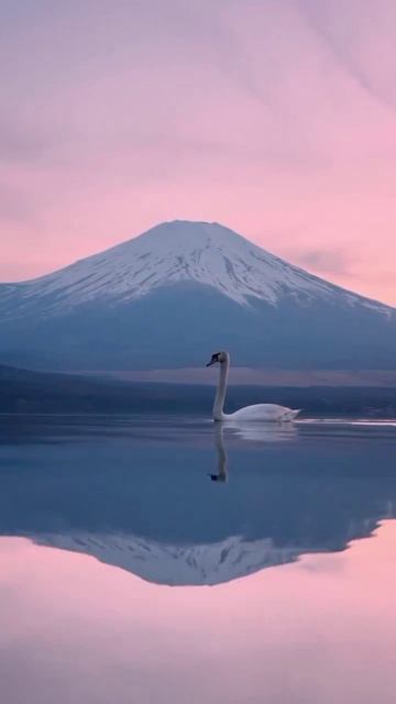 Фудзияма и лебедь: 10 секунд спокойствия 🦢⛰️