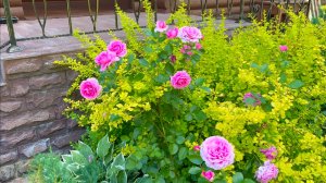 Плюсы и минусы посадки растений близко к дому.