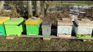 ПЕРВЫЙ ОБЛЕТ ПЧЕЛ 2026