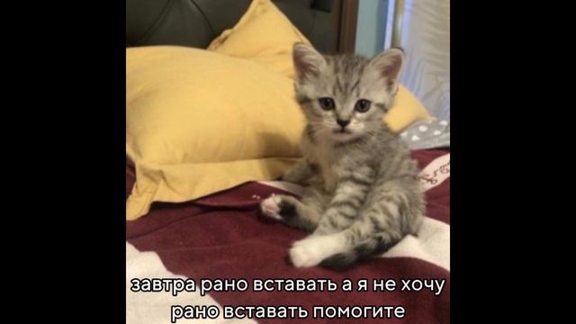 новый мем 102  365 дней