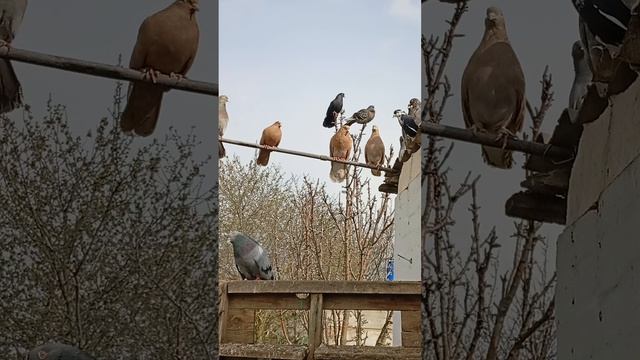 мои голуби, Ростовская область Сальский р-н
