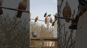 мои голуби, Ростовская область Сальский р-н