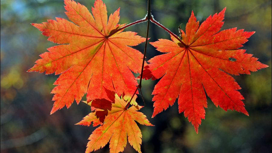 Старый Кленовый листик