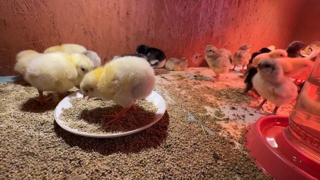 Пасхальные цыплята