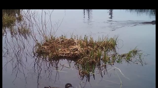 Бобёр-пловец часть 1