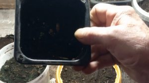 СЕМЕНА БРАК. ПОЗДРАВЛЯЮ ВАС С ВЕЛИКИМ ДНЁМ ПАСХИ.