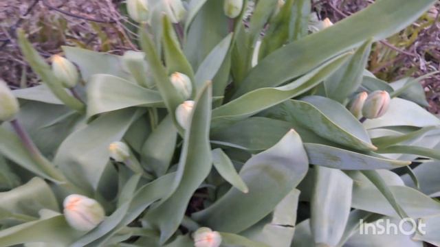 Весна.☘️☘️☘️Время пробуждения природы.🌷🌷🌷Время обновления.