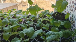 12.04.26 Рассада баклажанов спасена благодаря советам зрителей.