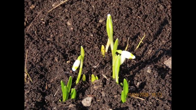 Кадры дня 30 марта 2026 / Ижора. Межстоличье.