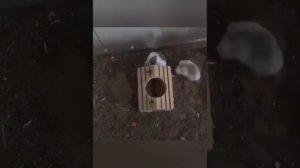 Видео с животными 2026 ! Смех до слёз эти животные сделали приколы которые стали мемами