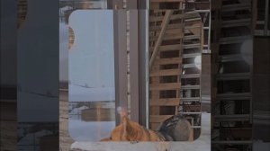 1000055827.mp4 (Собака наблюдает за устройством лестницы на 2-ой этаж в доме А-фрейм)