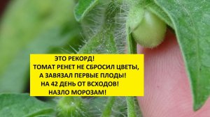 УРА! Первая помидорка в теплице! 12.04.2026.