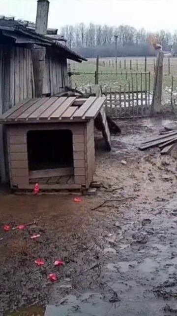 Угарный переполох