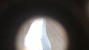 Нога марская пихота