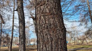 Белку Люсю нашли. Искали с прошлого года