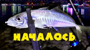 Рокфишинг на Чёрном море | Ставрида | Рыбалка с берега | Кабардинка