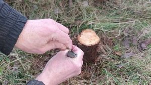 Прививка сливы (ренклод советский)