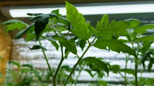 Скорая помощь при оэдеме рассады