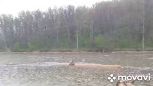 Спасение медвежонка.