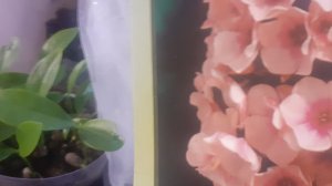 12.04.2026 Купила флокс, пикирую  КУМКВАТЫ, планы на сегодня.