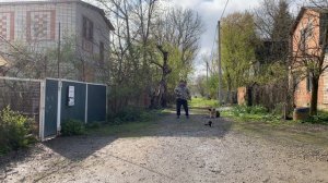 Немецкая овчарка 7 месяцев Тайга! Будни дрессировки!