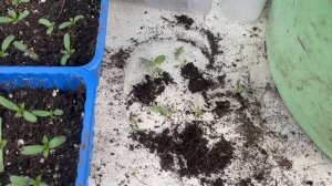 Огородно-тепличный влог. Пикирую рассаду цветов. Обо всём помаленьку.