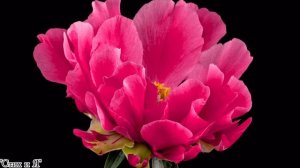 Майя Кристалинская -"Нежность" (акапелла )