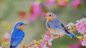 Я родилась под запахом сирени...