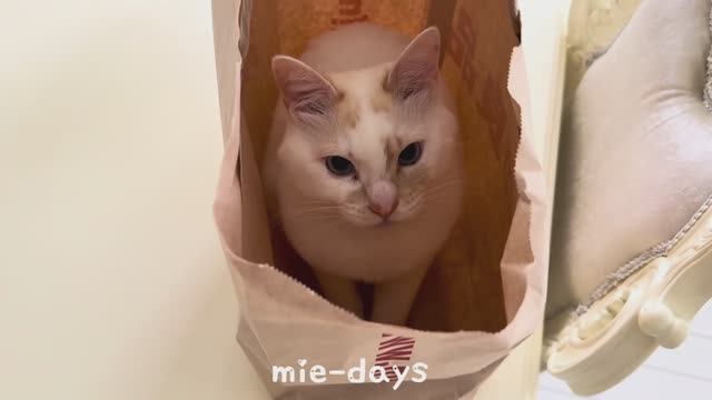 mie-days  День с тремя кошками и домашний чизкейк.