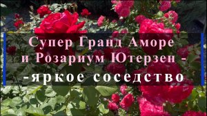 Супер Гранд Аморе и Розариум Ютерзен - яркое соседство