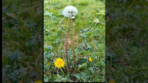 Берёзовый ветер