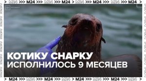 В Московском зоопарке морскому котику Снарку исполнилось 9 месяцев