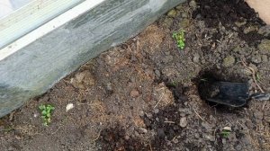 Очередной эксперимент или издевательств над томатом