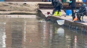 Поимки форели !!!