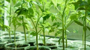 Первая подкормка рассады томатов после пикировки.Мои томаты растут, как на дрожжах!