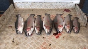 итоговый улов форели