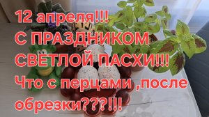 С Праздником Светлой Пасхи!!!12 апреля,перцы после обрезки радуют!!!